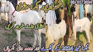 Shahdadpur Bakra mandi | Latest update today | Bakra Eid 2024 | Goat milking | date 08/01/2024