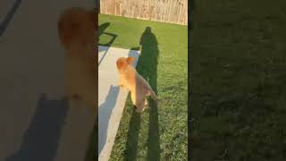 Goldendoodle and Yorkie playing! 🐶 #shorts #dogs #cute