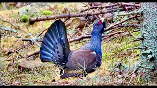 Auerwild in Österreich - Capercaillie in Austria