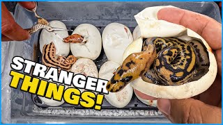 Cutting Snake Eggs And Hatching Some Strange Snakes!