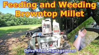 Fertilizing and Weed Control in Browntop Millet | Dove Hunting