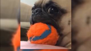 EPIC dog reaction | Viral Videos