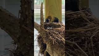 Day 10 - Baby Robins In The Nest #babybird #bird #birdwatching #robins #nature #babyanimal