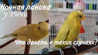 Ночная паника у попугая. Что делать?