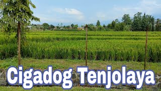 Jalan Santai Ke Cigadog Desa Tenjolaya || Sejuknya Udara Di Kampung Cigadog || Area Batu Ceria