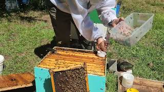 Varroa mite evaluation #varroa #honey #bees #farming #queen #queenbee #apiary