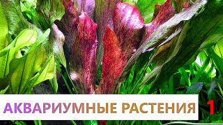 Аквариумные растения. 1 часть. Основная информация. Грунт в аквариуме.