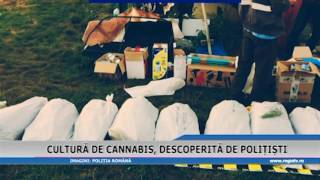 CULTURA DE CANNABIS, DESCOPERITA DE POLITISTI