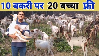 सऊदी छोर घर पर बकरी पालन से सालाना 12 लाख की कमाई | How To Start Goat Farming | Goat Farming Hindi