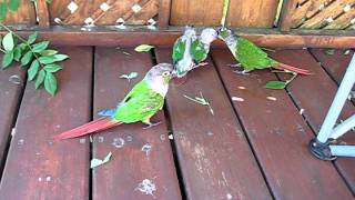 Skippie&Ruby Conures playing with 4 week old babies may 2011