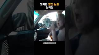 알고보면 개차반 인성의 얼룩말