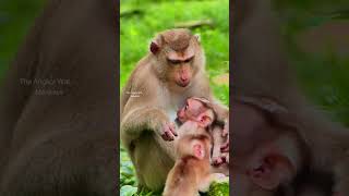 Very sweet adorable baby monkey playing very funny with brother while mother block them for milk