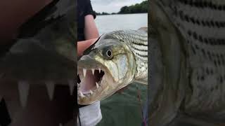 Epic 2kg tiger caught on a small live bait tigerfish #shorts #tigerfish