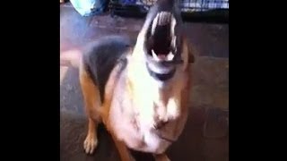 Barking German shepherd !!!!!