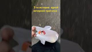 Прогулка с собакой #live #юмор #dogs #sobakavod