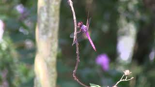 Pink Dragonfly