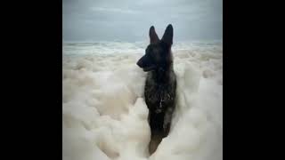 Beach day for dog