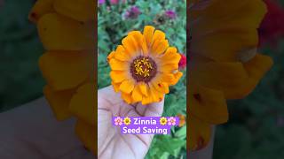 🌼Zinnia Seed Saving #shorts #zinnia #seedsaving #garden #homestead #appalachiashomesteadwithpatara