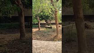 Nandankanan Zoo Visit #zoo #nandankanan #bhubaneswar #animals #tiger #crocodile #elephant #shorts