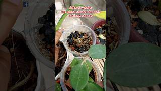 Grow Alocasia From Stem - Alocasia Propagation in Soil