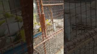 Bodri ka Pakhi 🦜🦜#funny #short #video