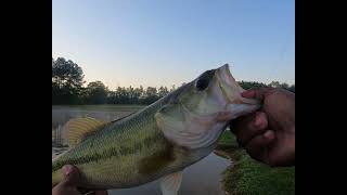 Backyard Shad Spawn