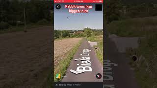 Rabbit turns into biggest bird google earth