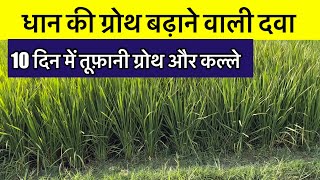 धान की ग्रोथ बढ़ाने वाली दवाई, 25 से 30 दिन के धान में डाले ; growth booster dose in paddy