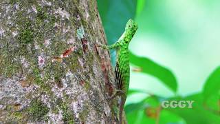 Green Flying Lizard