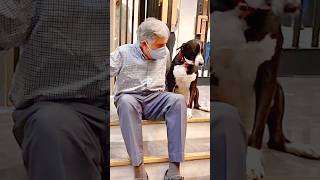 रतन टाटा ने अपने कुत्ते के लिए करोड़ों रुपए ठुकरा दिए | Ratan Tata Dog Lover #ratantata #shortvideo