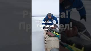 рыбалка! промысел! щука!