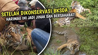 Heboh! Harimau Penghuni PRHSD Ini Tak Takut Dengan Manusia, Harimau Putra Singguluang Sahabat Kita