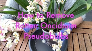 How to remove a Rotten Oncidium Pseudobulb & using cinnamon