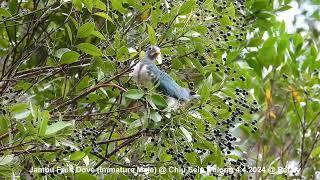 Jambu Fruit Dove (Immature Male) @ Chiu S C DSCN5700