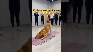 Поза «собака мордой вниз» выглядит вот так, ПО МНЕНИЮ НЕЙРОСЕТЕЙ😂 #йога #нейросеть