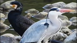 アオサギ　カワウ　ダイサギ　紀ノ川で捕食する