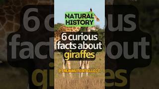 6 curious facts about giraffes #giraffe #animals