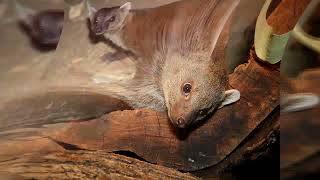 Meet the Ring-tailed Mongoose: Madagascar's Night Stalker