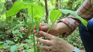 Jack-in-the-pulpit