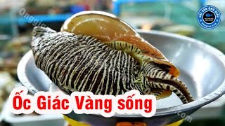 Ốc Giác Vàng Sống Giá Bán Bao Nhiêu - Làm Món Gì Ngon