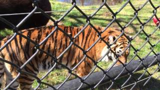 Baloo, Shere Khan, and Leo: Valentine's Day at Noah's Ark