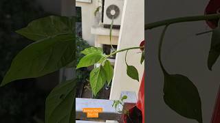 #365 Days Challenge #Day 124 How to grow Mirch #terrace #farming #Garden #farm #short #Mirch #video