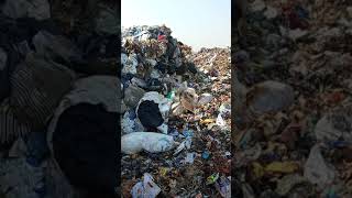 No Segregation and No Sorting of Waste Material, Mix Waste being Dumped at Landfill in India.