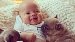 Cute dogs and babies - Funny baby videos