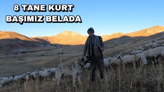 ÇOBAN 8 TANE KURT VAR AZAPI ÜÇ GÜNLÜĞÜNE BANA VER DİYE ÇOK ISRAR ETTİ