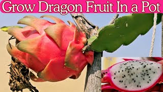 How To Grow & Care Dragon Fruit | Grow dragon in Pot at home #dragonfruit #fruit #plants #gardening