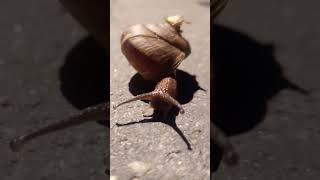 🙏Save animal and save yourself #Little Snail 🐌#viral #youtube