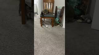 Cat why you jumping kitty