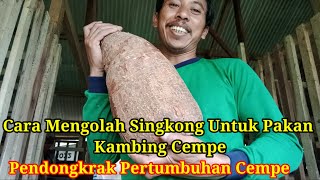 MUDAH Cara Mengolah Singkong Menjadi Pakan Kambing Penggemukan/Pembesaran cempe