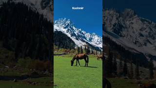 Kashmir in Summers #mountains #meadows #mountainandculture #shorts #viral